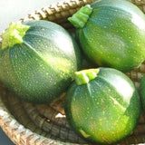 Round Zucchini Squash, Summer (Cucurbita pepo)