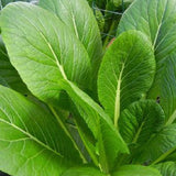 Tendergreen, Mustard  (Brassica juncea)