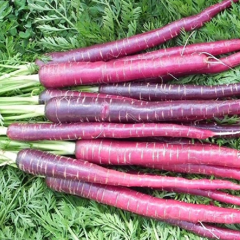 Cosmic Purple Carrot (Daucus carota)