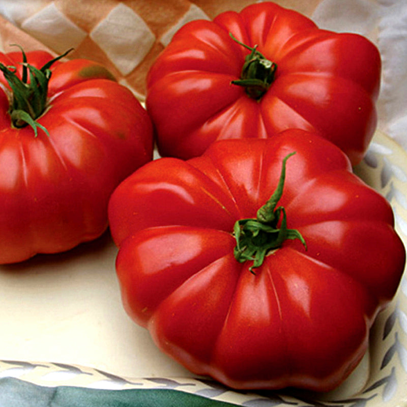 Grandma’s Pick F1 Hybrid, Standard (Slicing) Tomato (Lycopersicon esculentum)