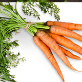 Danvers 126 Carrot (Daucus carota)