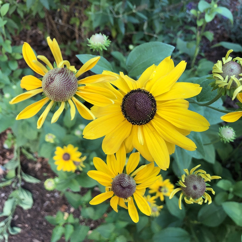 Edible Flower Seed Mixture