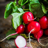 Early Scarlet Globe Radish (Raphanus sativus)