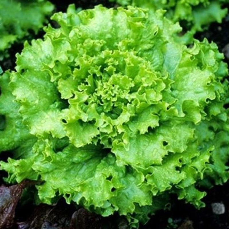 grand rapids succulents Grand Rapids, Leaf Lettuce (Lactuca sativa) 0.5 oz (~10000 Seeds)