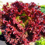 Lolla Rosso Dark, Leaf Lettuce  (Lactuca sativa)