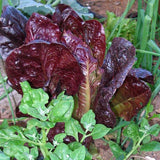 Red Romaine, Romaine Lettuce (Lactuca sativa)