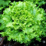 Grand Rapids, Leaf Lettuce  (Lactuca sativa)