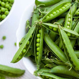 Thomas Laxton Garden Pea (Pisum sativum)