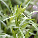 Tarragon, Russian (Artemisia dracunculus compositae)