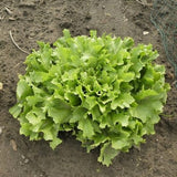 Salad King Endive (Cichorium endivia)
