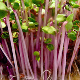 China Rose Pink Stem Radish, Sprouting (Raphanus sativus)