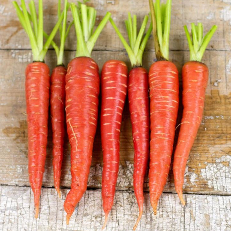 Atomic Red Carrot (Daucus carota)