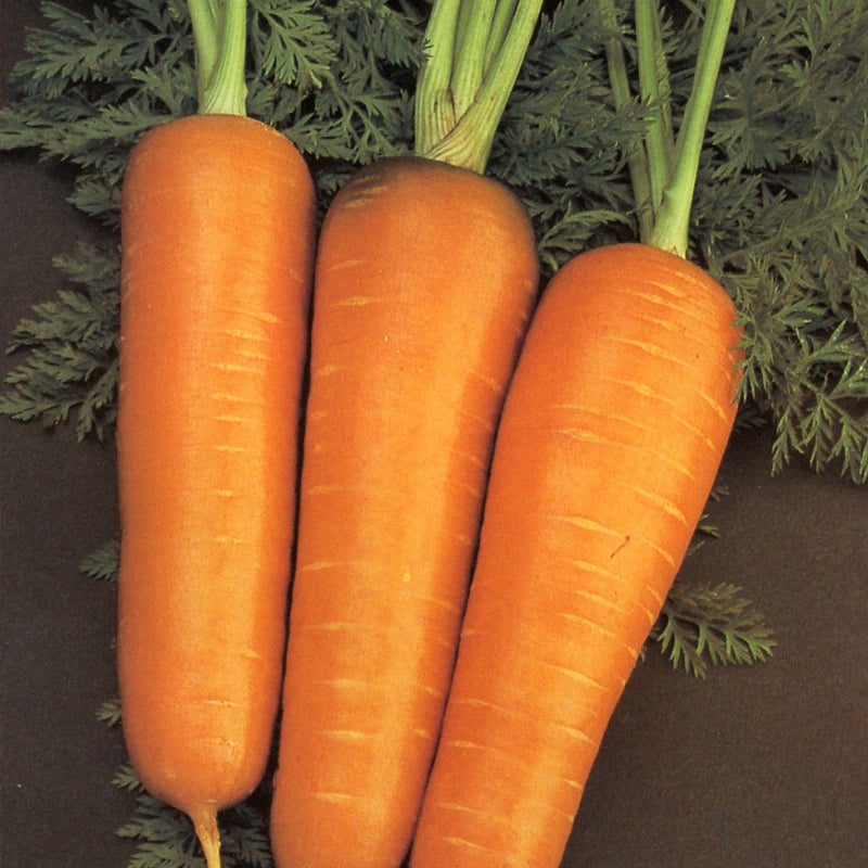 Chantenay Royal  Carrot (Daucus carota)