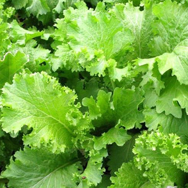 Mustard Greens