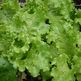 Black Seeded Simpson, Leaf Lettuce (Lactuca sativa)