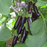 Long Purple Eggplant (Solanum melongena)