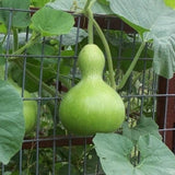 Birdhouse Bottle Gourd (Lagenaria siceraria)