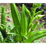 Clemson Spineless Okra (Abelmoschus esculentus)