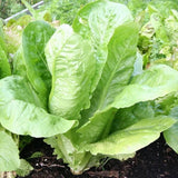 Parris Island Cos, Romaine Lettuce (Lactuca sativa)