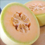 Honey Dew Orange Melon (Cucumis melo)