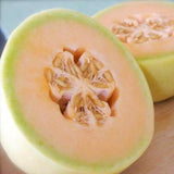 Honey Dew Orange Melon (Cucumis melo)