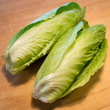 Sugar Loaf Endive (Cichorium endivia)